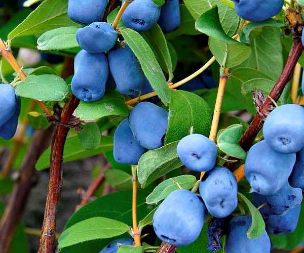 Синя ягода успіху: підготовлений бізнес-план організації вирощування жимолості в Україні